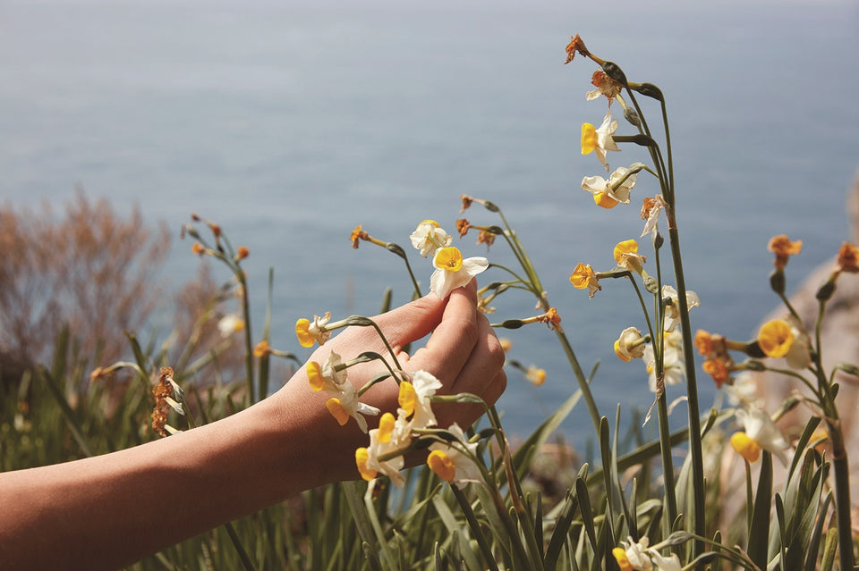 Narcissus Flower