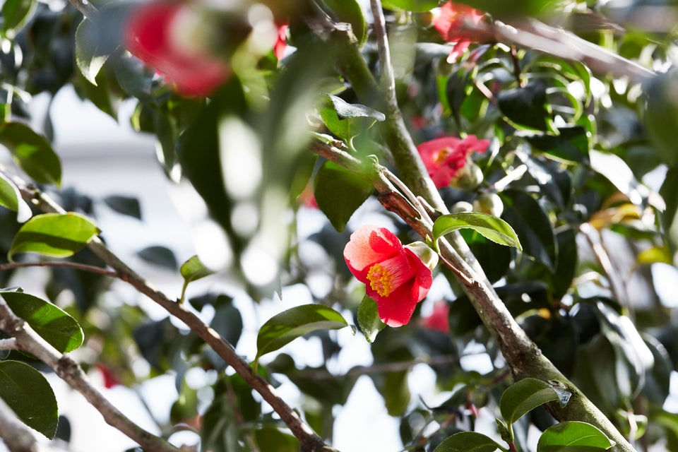 Camellia Flower